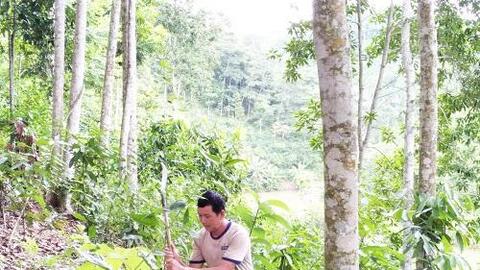 Nông dân người Dao thu tiền tỷ từ mô hình kinh tế VAC-R
