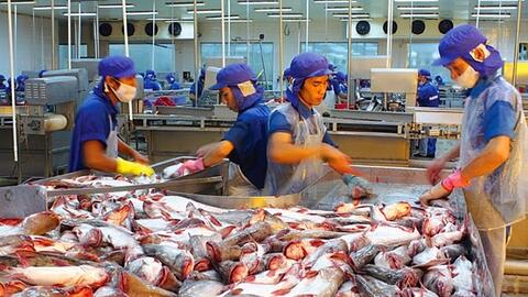 Gỡ khó cho tiêu thụ cá tra