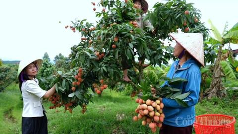 Bắc Ninh nâng tầm thương hiệu vải thiều bằng chất lượng và chuyển đổi số