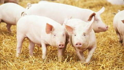 Giá heo hơi hôm nay 7/9/2026: Dao động từ 57.000 - 60.000 đồng/kg