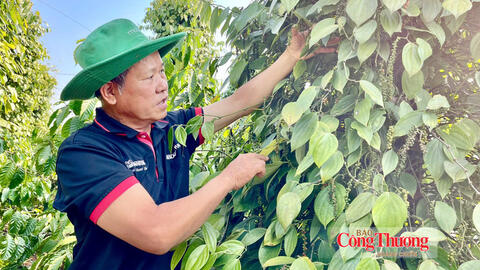 Giá tiêu hôm nay 8/9/2026: Tiếp tục đi ngang
