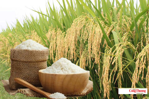 Giá lúa gạo hôm nay ngày 30/7/2026: Gạo nguyên liệu xuất khẩu tăng nhẹ
