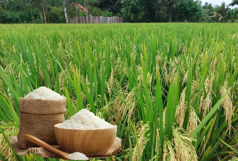 Giá lúa gạo hôm nay ngày 4/7: Lúa tươi chững giá, gạo bình ổn. Ảnh: Thanh Minh.