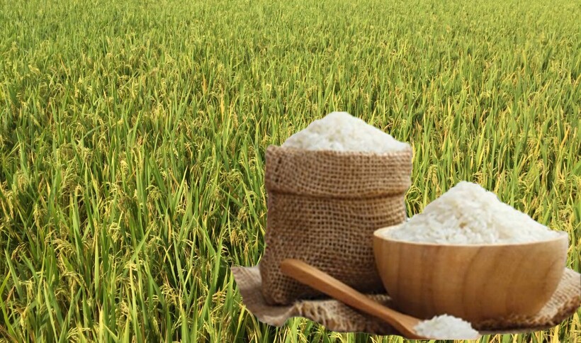 Giá lúa gạo hôm nay ngày 10/7: Lúa tươi tiếp đà tăng, gạo đi ngang. Ảnh: Thanh Minh.