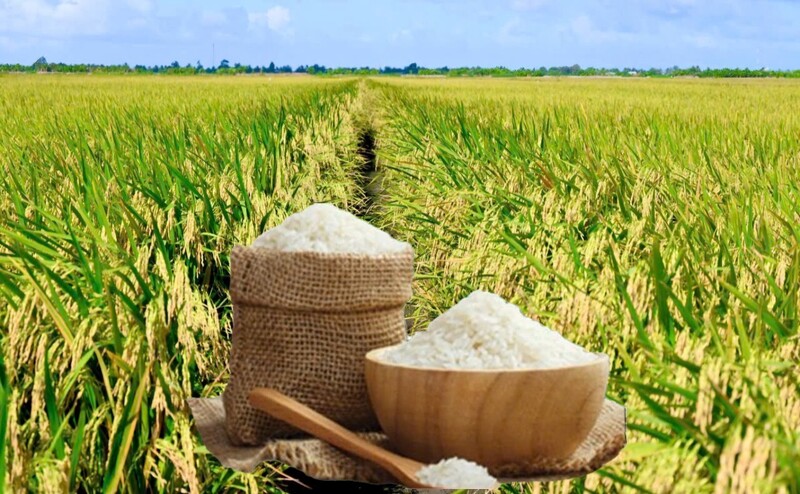 Giá lúa gạo hôm nay ngày 1/8: Gạo ít biến động, lúa tươi vững giá. Ảnh: Thanh Minh.