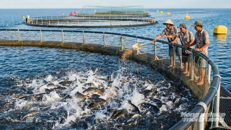 Nuôi biển công nghệ cao là hướng đi được An Giang lựa chọn nhằm nâng cao năng suất, giảm áp lực khai thác lên nguồn lợi tự nhiên.
