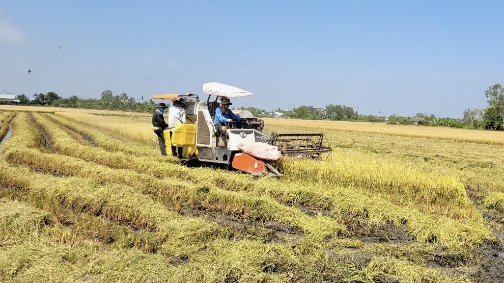 Tỉnh sẽ mở rộng vùng sản xuất lúa gạo chất lượng cao. Ảnh: Thiện Lê