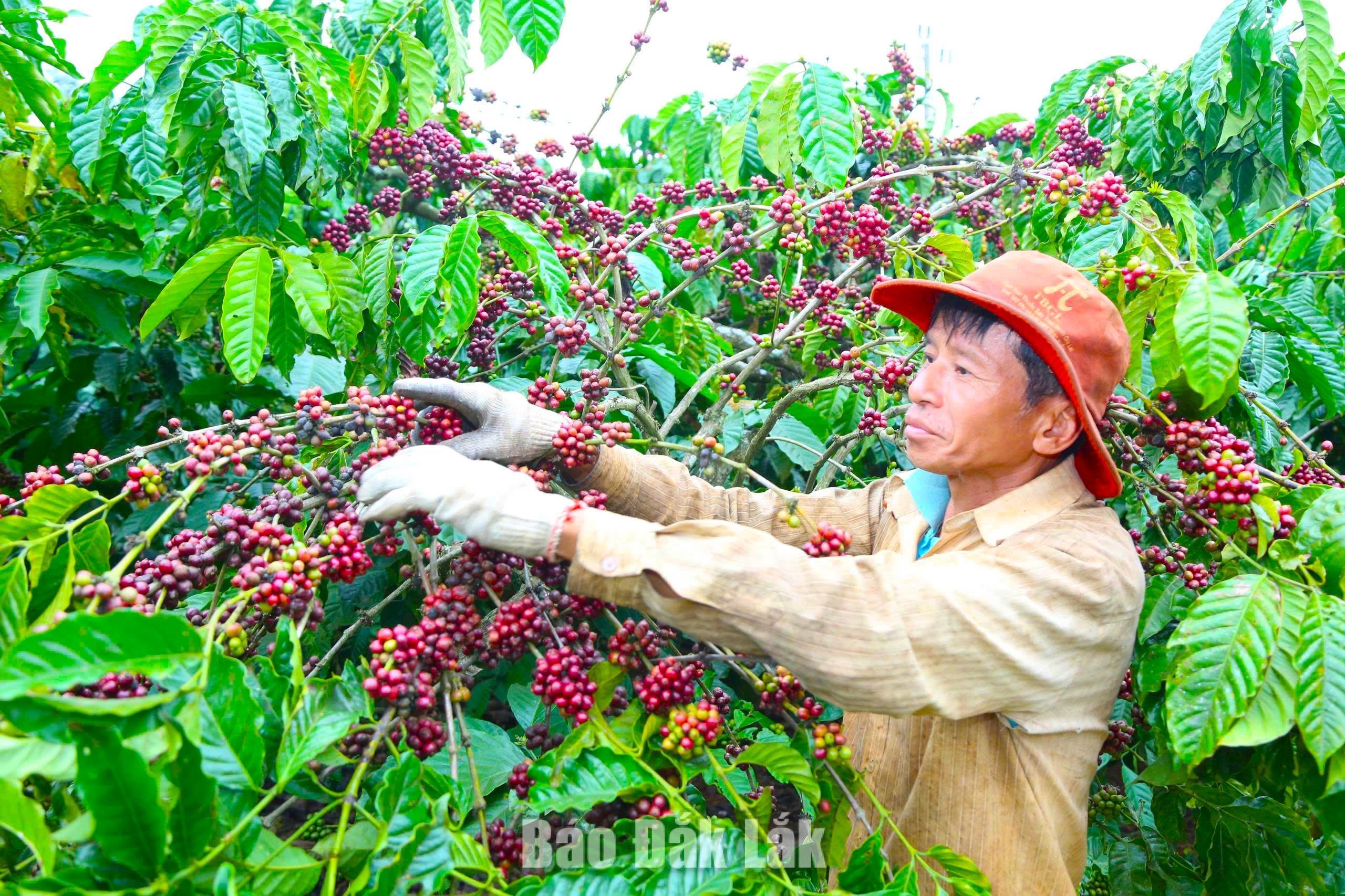 Nông dân xã Dliê Ya thu hoạch cà phê