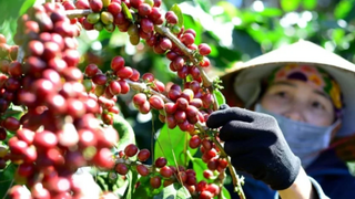 Giá cà phê tăng mạnh, tồn kho Arabica xuống mức thấp nhất