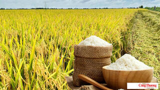 Giá lúa gạo hôm nay ngày 8/9/2026:Lúa tươi OM 5451 giảm 300 đồng/kg