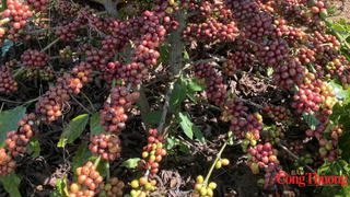 Giá cà phê thế giới tăng trở lại, tồn kho Arabica xuống mức thấp kỷ lục