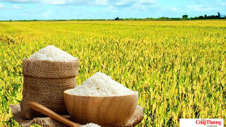 Giá lúa gạo hôm nay ngày 14/10/2026: Gạo thơm Jasmine tăng 500 đồng/kg