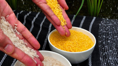 Philippines phê duyệt "gạo vàng" GMO để sản xuất thương mại