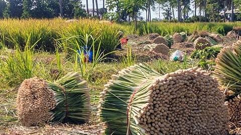 Giá sả thương phẩm ở vùng chuyên canh lớn nhất Tiền Giang tăng trở lại