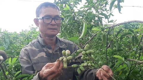 Trồng thứ cây cho ra 1,5 triệu đồng/kg quả, người dân mong thoát nghèo