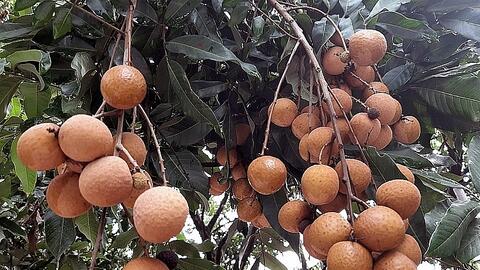 Kết nối cung cầu sản phẩm OCOP và nông sản, thực phẩm an toàn tại Hà Nội