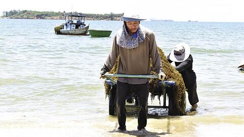 Mùa thu hoạch rong mơ ở Tam Hải