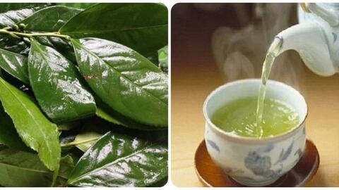 Uống chè xanh mỗi ngày có tốt cho sức khoẻ, câu trả lời thật bất ngờ