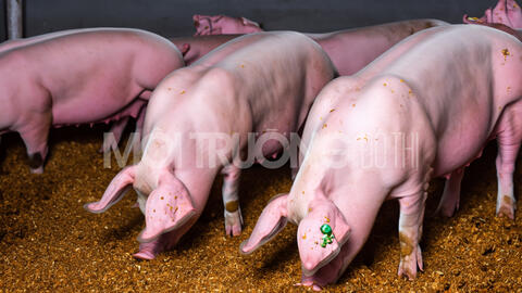 Giá heo hơi hôm nay 15/5/2024: Tăng cao nhất 2.000 đồng/kg