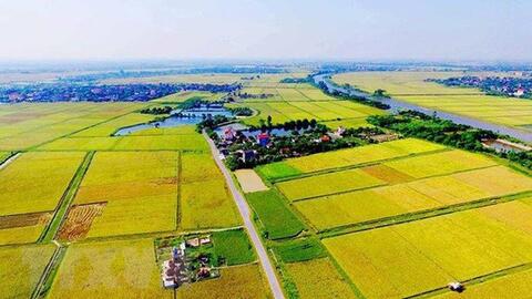 Long An chuyển đổi 47,22 ha đất trồng lúa để làm khu tái định cư