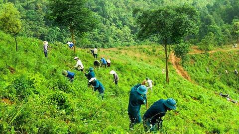 Nghệ An: Phê duyệt 155 cộng đồng dân cư tham gia hoạt động quản lý rừng năm 2024
