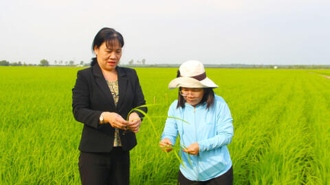 Chủ động phòng trừ sâu, bệnh trên lúa Đông Xuân trước, trong và sau tết