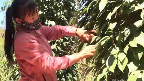 Giá tiêu hôm nay 30/12/2025: Thị trường trầm lắng