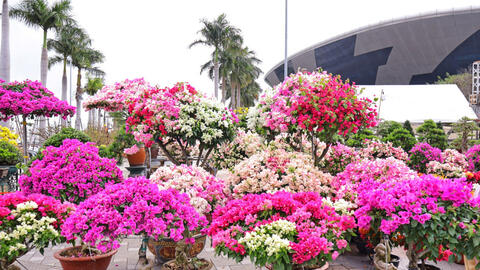 Đà Nẵng: Chợ hoa xuân rộn ràng đón khách