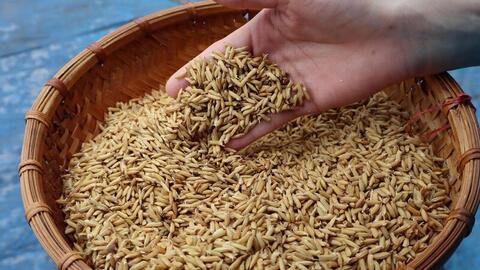 Đồng bằng sông Hồng chuyển mình với mô hình lúa phát thải thấp