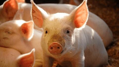 Giá heo hơi hôm nay 19/3/2026: Tăng đồng loạt từ 1.000 - 2.000 đồng/kg