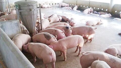 Giá heo hơi hôm nay 26/3: Đi ngang, cao nhất đạt 69.000 đồng/kg