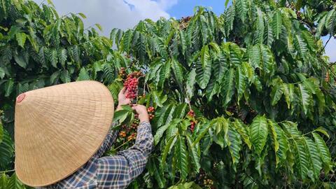 Giá cà phê hôm nay 4/5/2026: Duy trì mức giá 86.000 - 86.500 đồng/kg