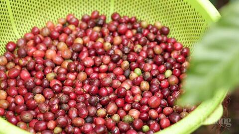 Giá cà phê hôm nay 3/6/2026: Tăng nhẹ 500 đồng/kg