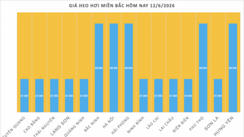 Giá heo hơi hôm nay 12/6/2026: Cao nhất 68.000 đồng/kg