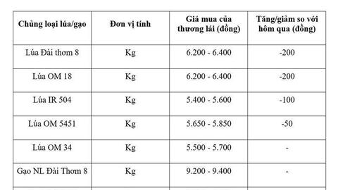 Giá lúa gạo hôm nay ngày 19/6/2026: Lúa tươi đồng loạt giảm