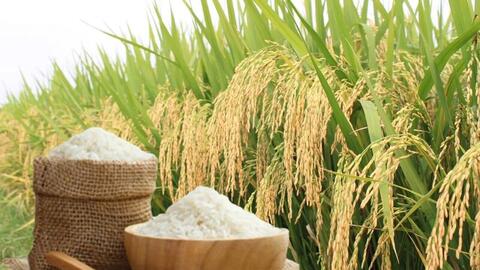 Giá lúa gạo hôm nay ngày 21/6, tuần qua: Lúa, gạo xuất khẩu biến động
