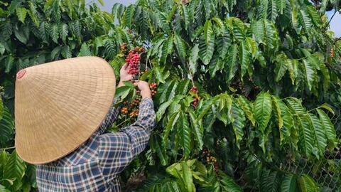 Giá cà phê hôm nay 27/6/2026: Tăng đồng loạt 1.000 đồng/kg