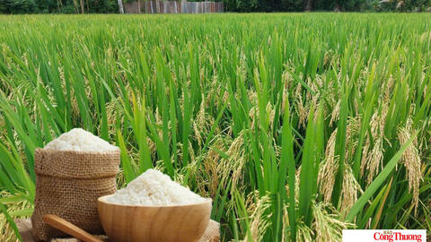 Giá lúa gạo hôm nay ngày 5/10/2026: Gạo thơm Jasmine giảm 500 đồng/kg