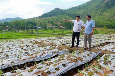Khuyến công tạo đòn bẩy cho sản phẩm cà gai leo Điện Biên