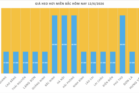 Giá heo hơi hôm nay 12/6/2026: Cao nhất 68.000 đồng/kg