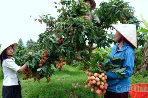 Bắc Ninh nâng tầm thương hiệu vải thiều bằng chất lượng và chuyển đổi số
