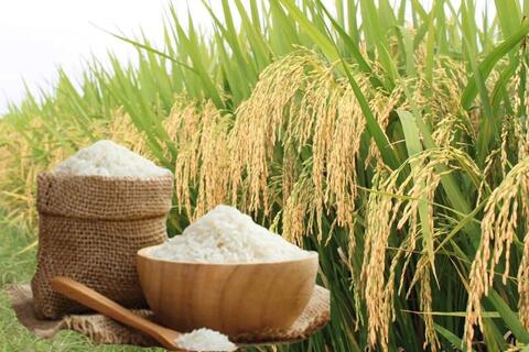 Giá lúa gạo hôm nay ngày 21/6, tuần qua: Lúa, gạo xuất khẩu biến động