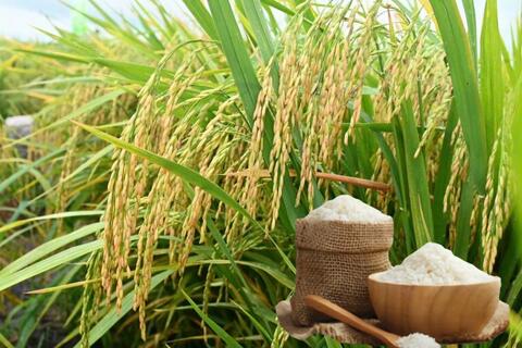 Giá lúa gạo hôm nay ngày 1/7: Gạo thơm Jasmine tăng 1.000 đồng/kg