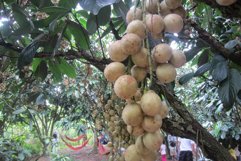 Tăng cường liên kết vùng, kết hợp phát triển du lịch đưa nông sản TP Hồ Chí Minh hội nhập kinh tế quốc tế