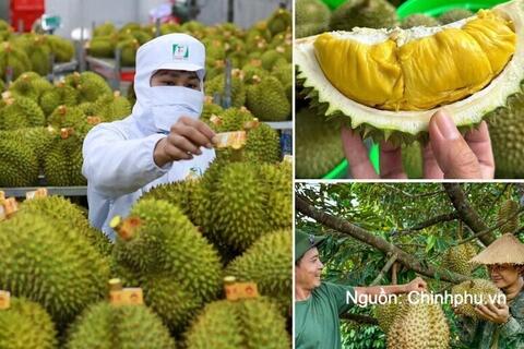 Không mở rộng diện tích sầu riêng; tập trung nâng cao năng suất, chất lượng