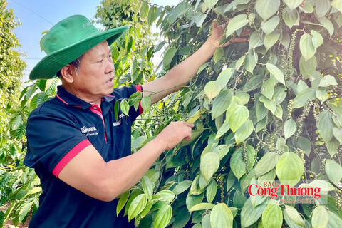 Giá tiêu hôm nay 8/9/2026: Tiếp tục đi ngang