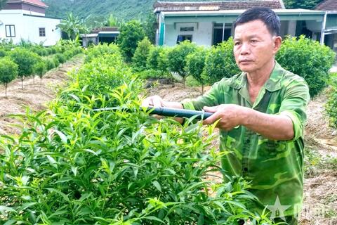 Cựu chiến binh "bén duyên" trồng đào
