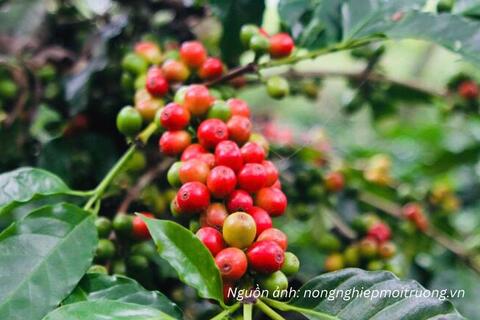 Cà phê Tây Bắc: Chuyển đổi để đáp ứng EUDR, nâng giá trị