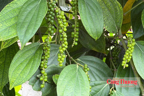 Giá tiêu hôm nay 8/10/2026: Giảm mạnh 1.000 - 1.500 đồng/kg