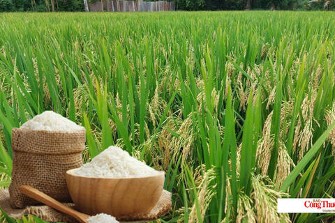 Giá lúa gạo hôm nay ngày 20/10/2026: Giá lúa tươi biến động